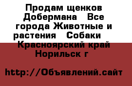 Продам щенков Добермана - Все города Животные и растения » Собаки   . Красноярский край,Норильск г.